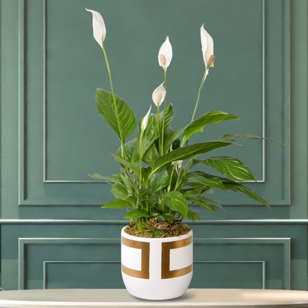 Spathihylium-Pflanze in einer karierten Vase Resim 1