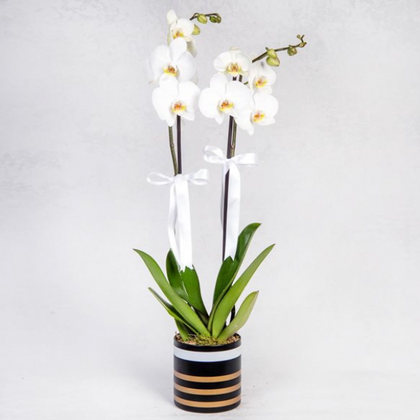 2-Stem Orchidee in einer Vase Resim 1