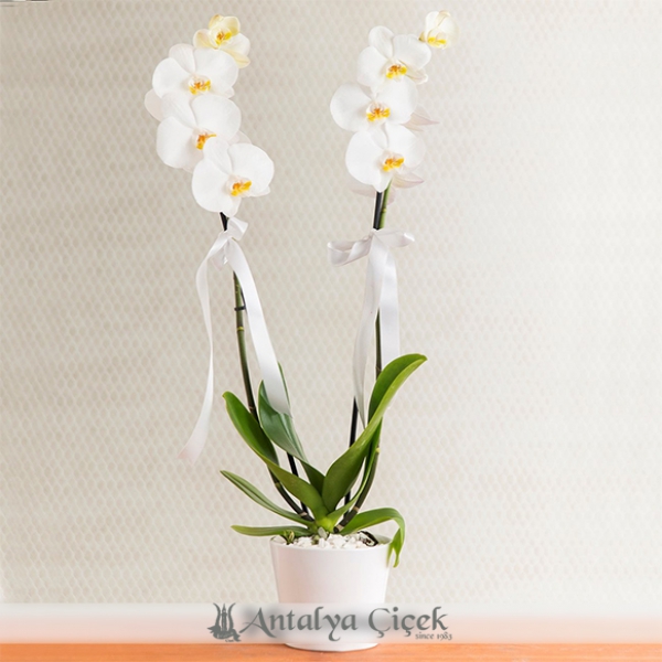 weiße 2-Ast-Orchidee Resim 1